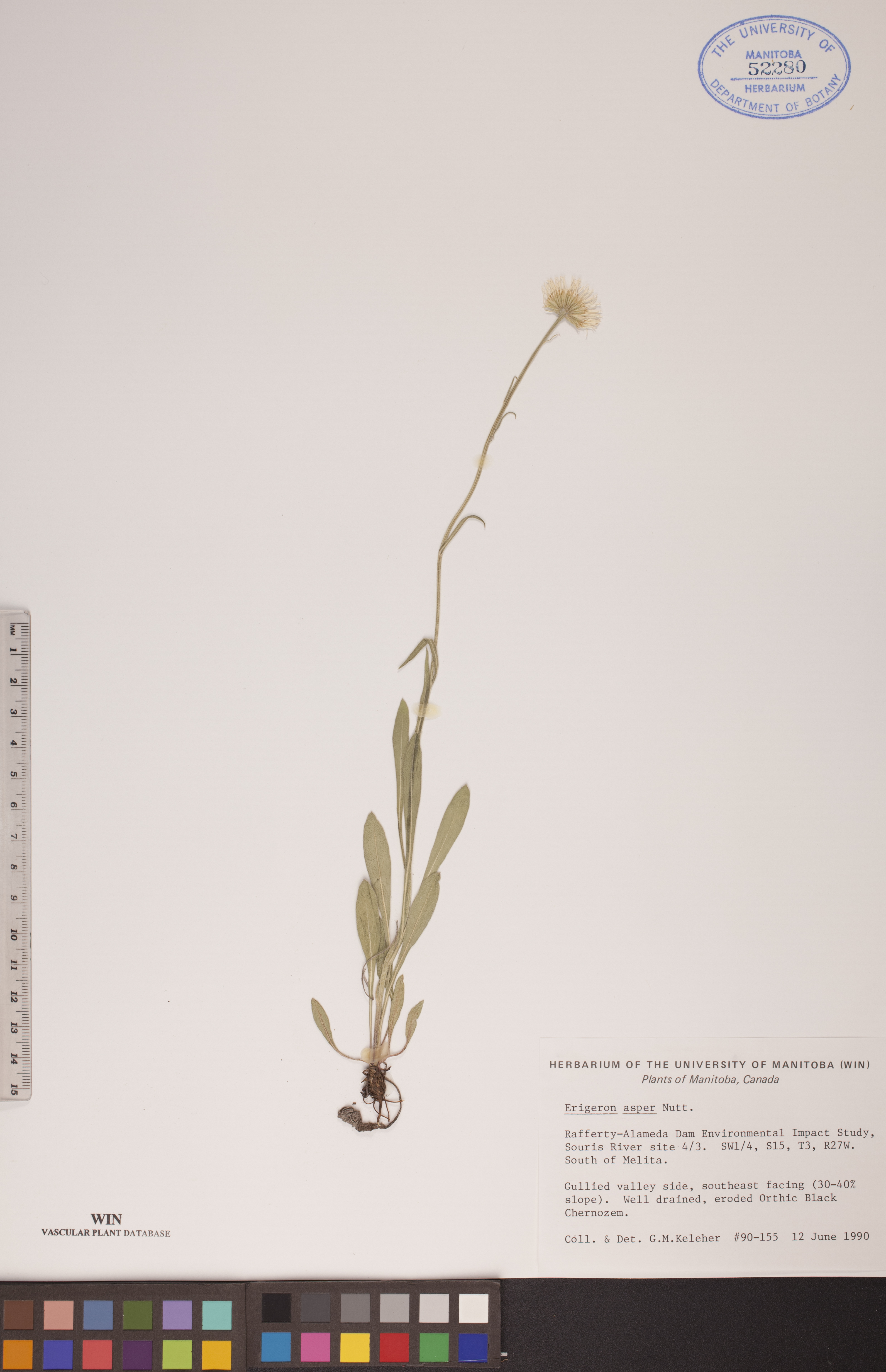 Erigeron asper image